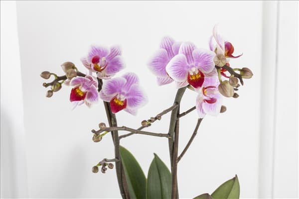 Phalaenopsis, rosa