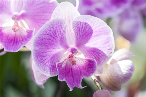 Phalaenopsis, rosa