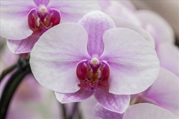Phalaenopsis, rosa
