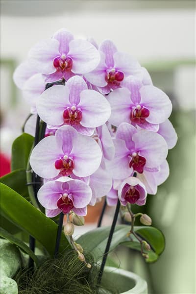 Phalaenopsis, rosa