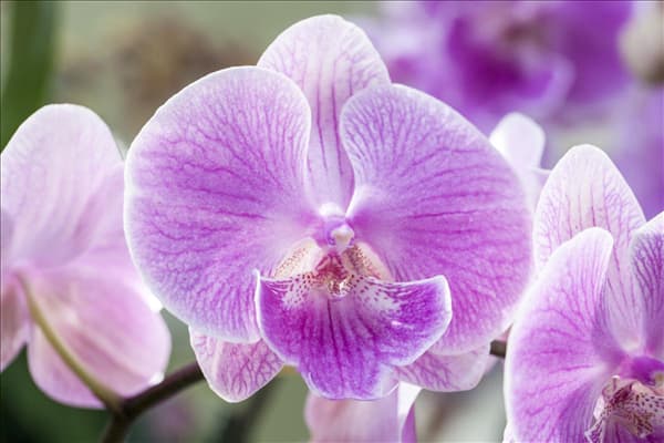 Phalaenopsis, rosa