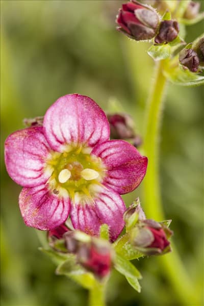 Saxifraga x arendsii