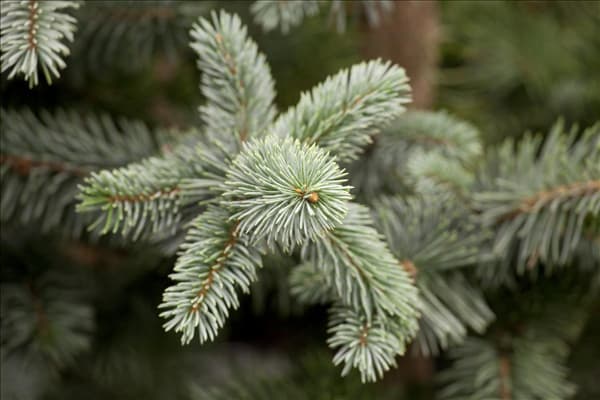 Picea pungens 'Koster'