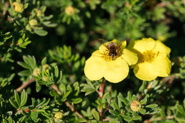 Potentilla fruticosa 'Kobold'