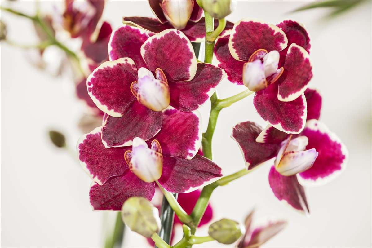 Phalaenopsis multiflora, rot