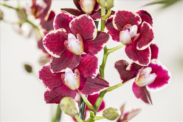 Phalaenopsis multiflora, rot
