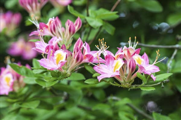 Rhododendron viscosum