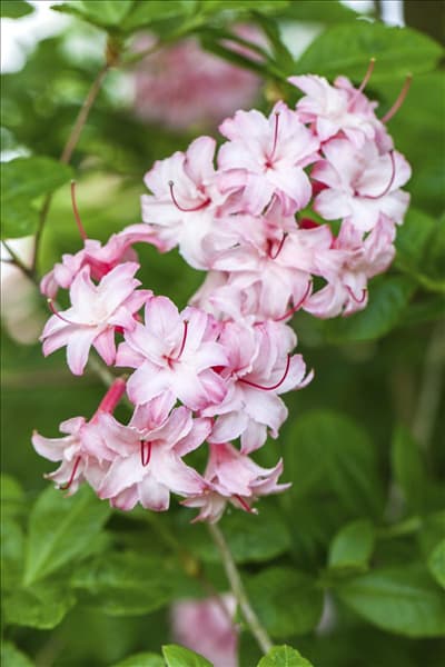 Rhododendron viscosum
