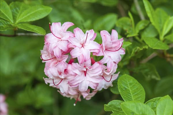 Rhododendron viscosum