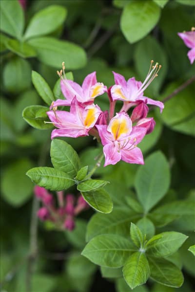 Rhododendron viscosum