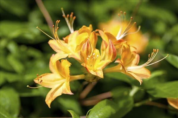 Rhododendron viscosum
