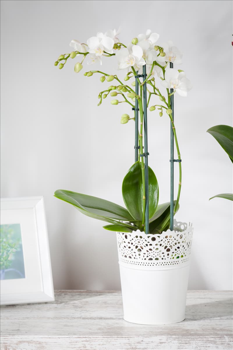 Phalaenopsis, weiß