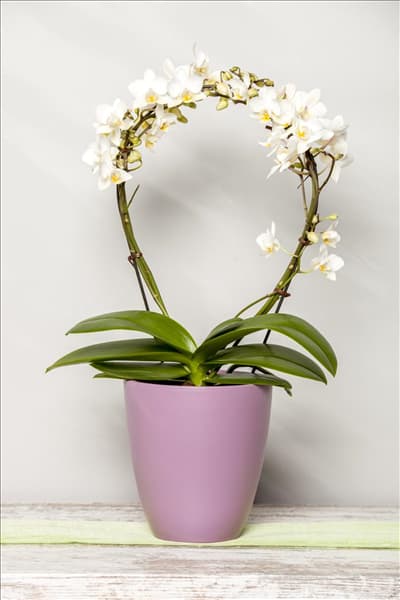Phalaenopsis, weiß