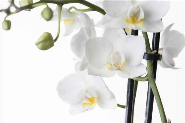 Phalaenopsis, weiß