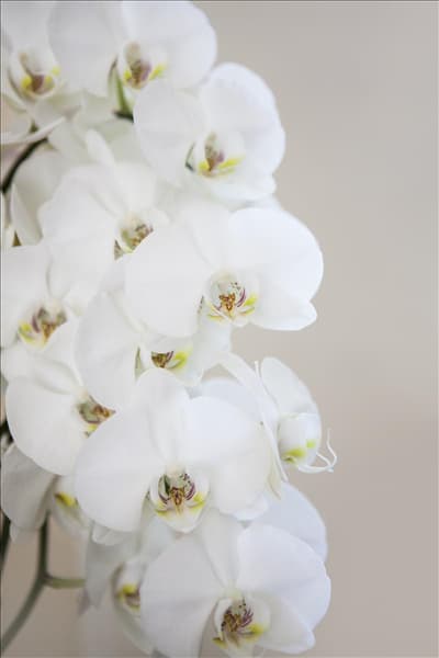 Phalaenopsis, weiß