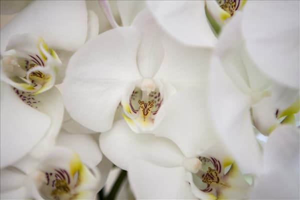 Phalaenopsis, weiß