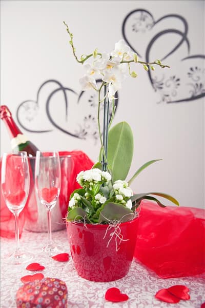 Phalaenopsis, weiß