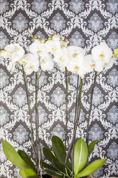 Phalaenopsis, weiß