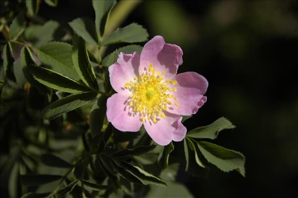 Rosa 'PiRo3'