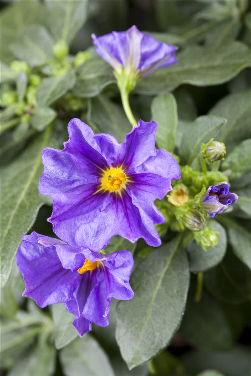 Solanum rantonnetii