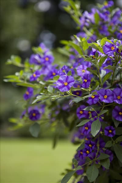 Solanum rantonnetii