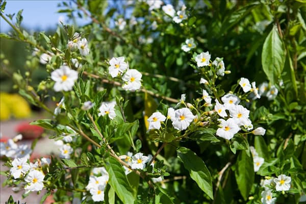 Solanum rantonnetii