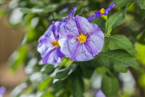 Solanum rantonnetii