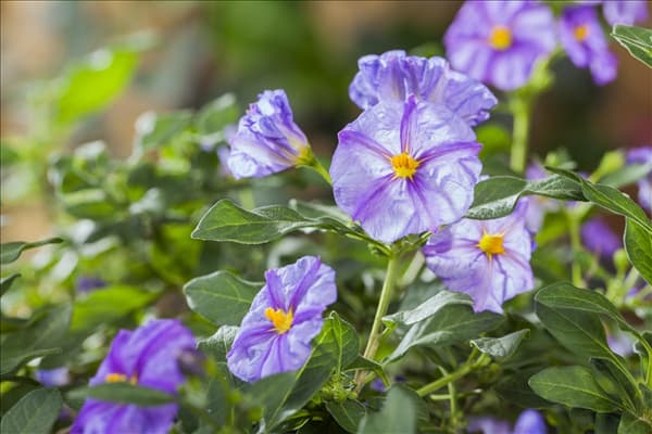 Solanum rantonnetii