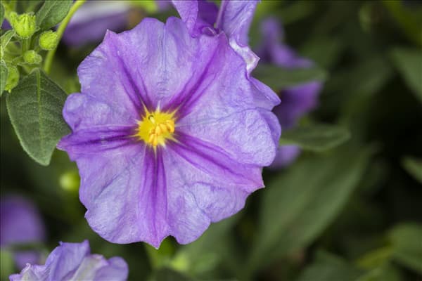 Solanum rantonnetii