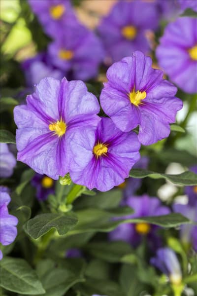 Solanum rantonnetii