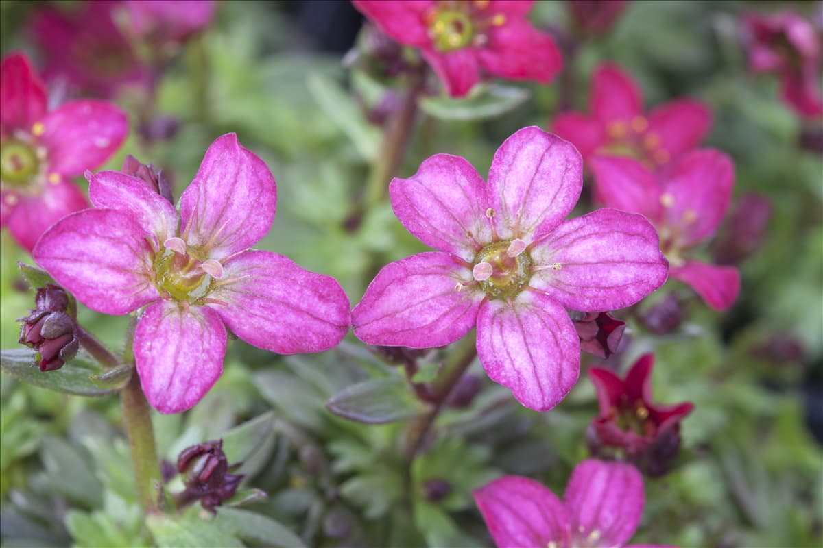 Saxifraga x arendsii