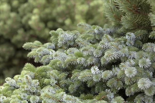 Picea sitchensis 'Silberzwerg'