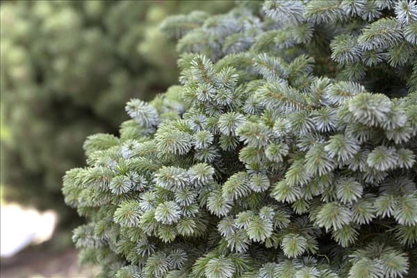 Picea sitchensis 'Silberzwerg'