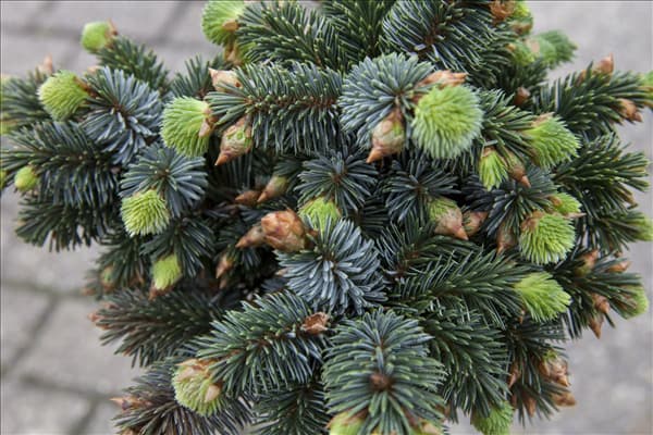 Picea sitchensis 'Silberzwerg'