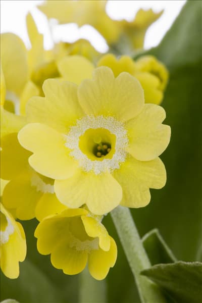 Primula auricula