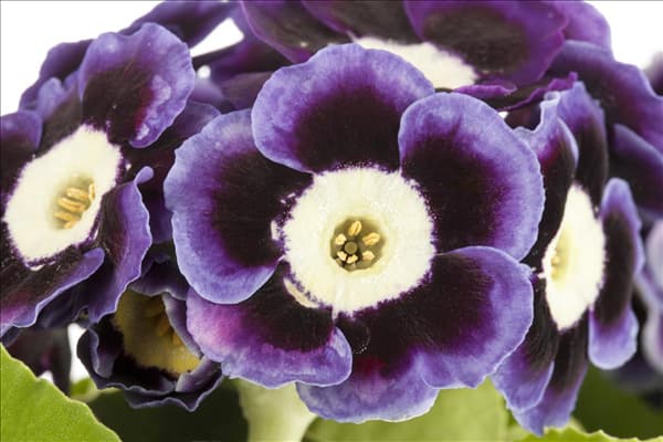Primula auricula
