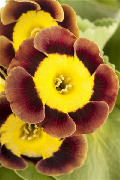 Primula auricula