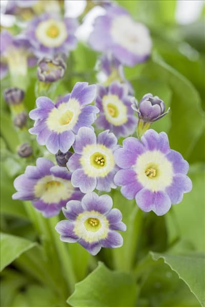 Primula auricula