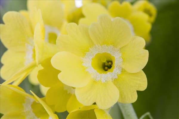 Primula auricula