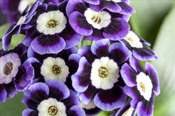 Primula auricula