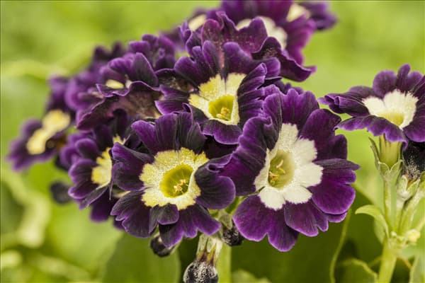 Primula auricula