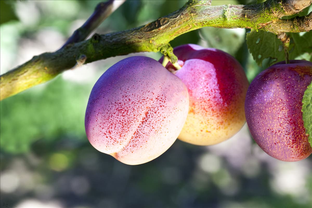 Prunus domestica 'Avalon'