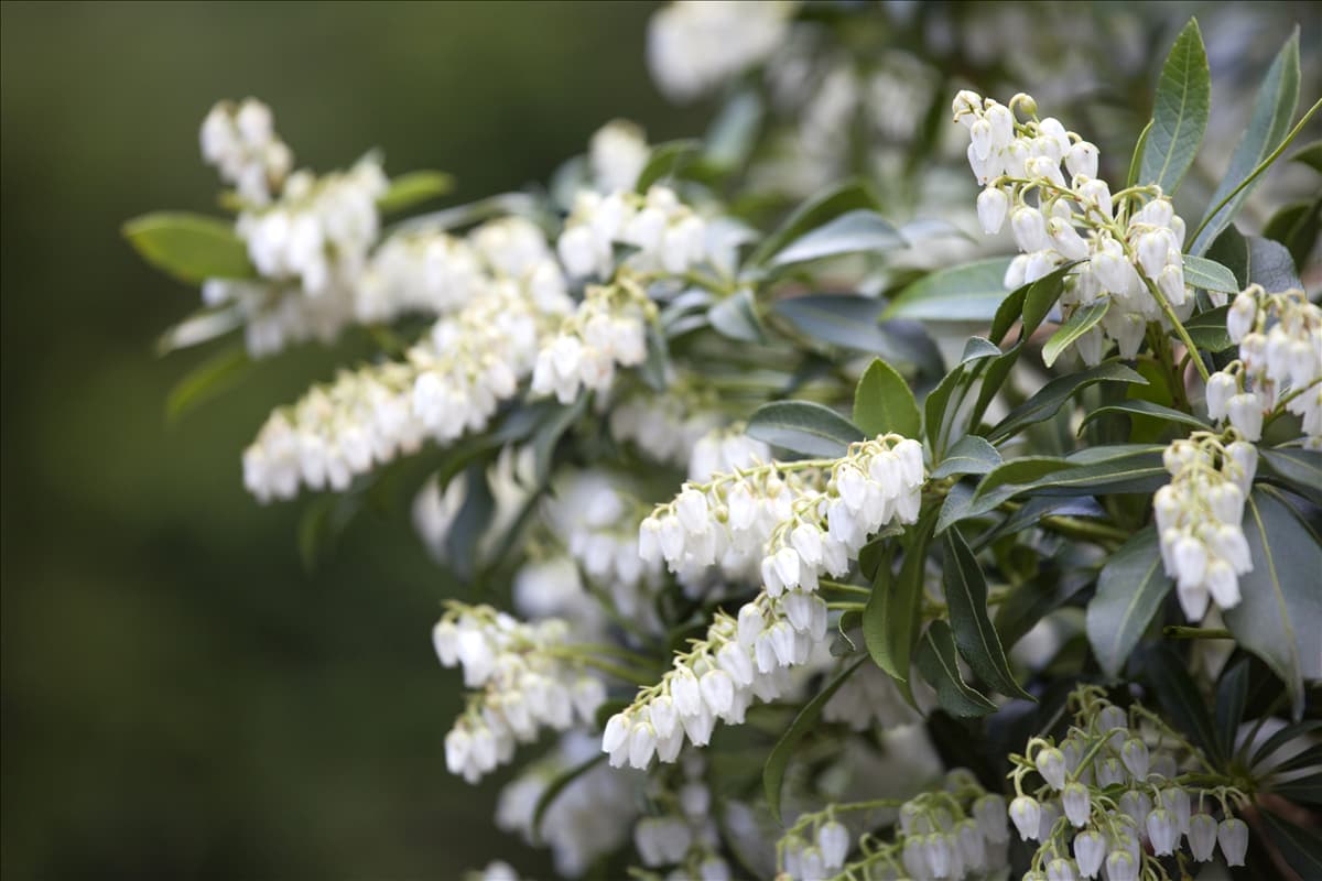 Pieris japonica