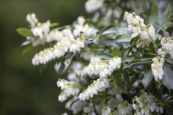 Pieris japonica