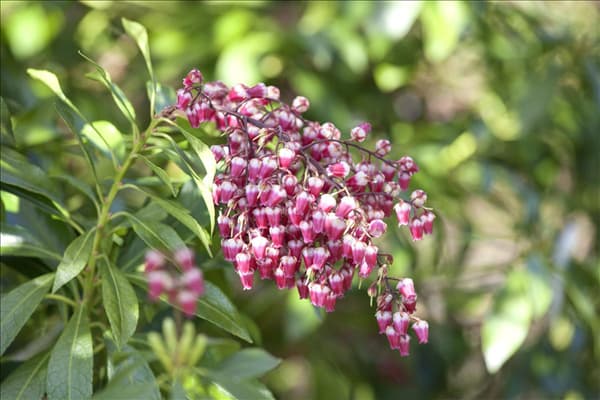 Pieris japonica