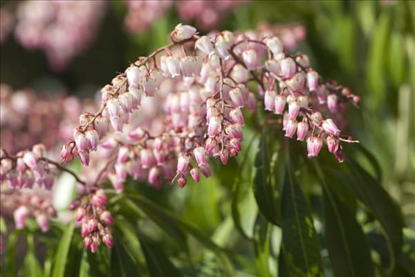 Pieris japonica