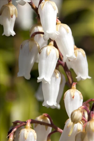 Pieris japonica