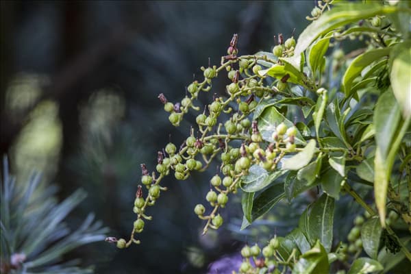 Pieris japonica