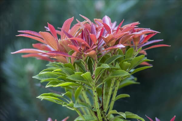 Pieris japonica