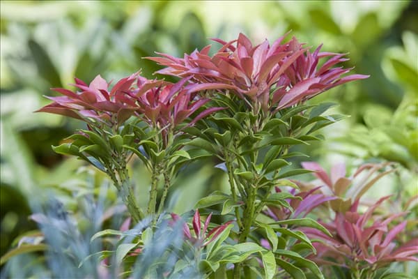 Pieris japonica